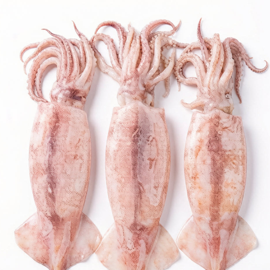 Squid